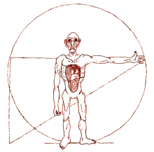 Bokar Anatomy