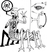 Vrusk Anatomy